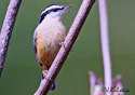 Sitta canadensis